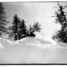 lite mys&aring;kning mellan l&auml;rktr&auml;den.. Foto: petter mildh. &Aring;kare: jakob wallin.