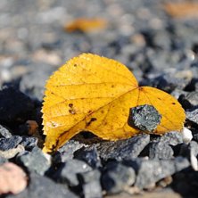 Foto: Linn &Ouml;stlund.