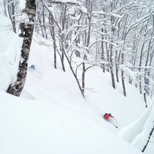 Skogs&aring;kning i Hakuba.