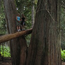 Stora, mycket gamla cedar trad.. Foto: Fiona Halliwell. &Aring;kare: Nicola Halliwell, Annika Andersen.