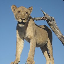 Foto: Jag. &Aring;kare: Simba.