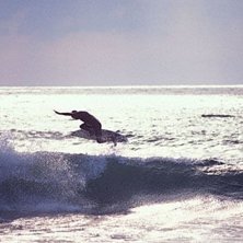 bild fr&aring;n en surft&auml;vling i anglet p&aring; le cavalie. Foto: Markus Mattsson. &Aring;kare: ok&auml;nd.