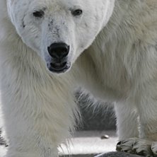 En av m&aring;nga bilder fr&aring;n ett hett bj&ouml;rnm&ouml;te p&aring;. Foto: Erik Sandgren.