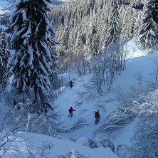 p&aring; vift bland tr&auml;den. Foto: Andrea Ahlenius. &Aring;kare: Olga, Boris o Vincent.