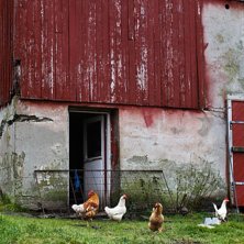 Foto: Christine Hargin. &Aring;kare: H&ouml;ns.