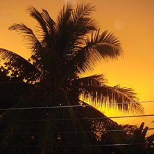 Gick ut p&aring; balkongen och tog ett kort. Foto: Isak Hemmingsson. &Aring;kare: En palm.