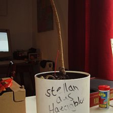 Blev utbr&auml;nd &aring; kn&auml;ckt ganska kraftigt p&aring; slute. Foto: Danne B. &Aring;kare: Stellan aus Haeggbloms.