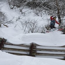 Hoppar lavinst&auml;ngsel i skogen. Foto: Christoffer Aabol. &Aring;kare: Matthias Karth&auml;user.