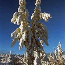 None. Foto: The Mike. &Aring;kare: Vemdalen.