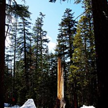 &Aring;kare: One of our tree jibs in California.