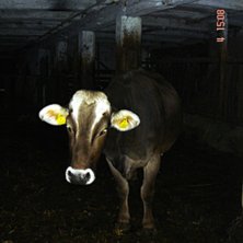 Kossan Lotte, en av inv&aring;narna i Obdachegg, Steier. Foto: Niclas Carlsson. &Aring;kare: Kossan Lotte.