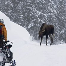 M&aring;nga arga &auml;lgar i Alaska...
P&aring; v&auml;g upp till . Foto: oskarenander.com. &Aring;kare: Stephan Drake.
