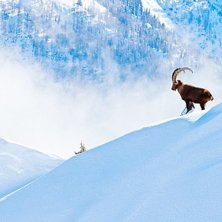 Stenbock p&aring; en kam i Chamonix.. Foto: Magnus Sandstr&ouml;m.