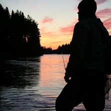 Gurra p&aring; harrjakt. Foto: Gropas pajk. &Aring;kare: Gurra.