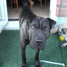 Foto: min hund. &Aring;kare: Pite&aring;.