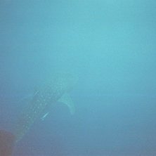 Det h&auml;r &auml;r den st&ouml;rsta fisk jag n&aring;gonsin sk&aring;d. Foto: Emilie Andersson (jag allts&aring;). &Aring;kare: Valhaj.