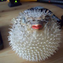 Den d&auml;r &auml;r inte &aring; leka med , . Foto: Rasmus Backstr&ouml;m. &Aring;kare: Eddie Bl&aring;sis.