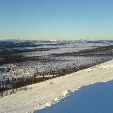 Foto: micke. &Aring;kare: f&aring;geln i tr&auml;det.