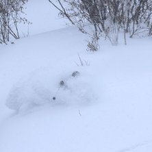 Puder i en bred skogsgl&auml;nta med Per Powder Paradi.