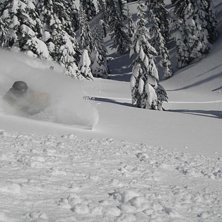 Sv&auml;ng i kanadensisk sn&ouml;.. Foto: Erik H&aring;rsmar. &Aring;kare: Markus Fredlander.