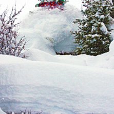 Foto: Petter Berggrund. &Aring;kare: David Eileryd.