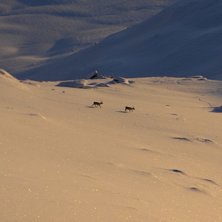 Under en &aring;ktur i Kob&aring;set kan man hitta vad som h. Foto: Erik G&ouml;l&eacute;n.