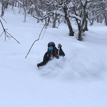 Puder i gles skog med austrliensiska guider.