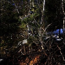 Gunnervall gillar tr&auml;d, han ser alltid nya linjev. Foto: Carl-Olov Neider. &Aring;kare: Anders Gunnervall.