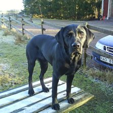 Figo, hunden som alltid st&auml;ller upp!. Foto: Elin Adamsson. &Aring;kare: Figo.