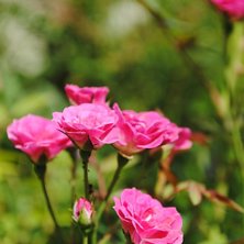 Foto: Linn &Ouml;stlund.