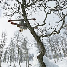 kl&auml;ttrar i ett tr&auml;d. Foto: Hans w&auml;rdell. &Aring;kare: Tobias bj&ouml;rk.