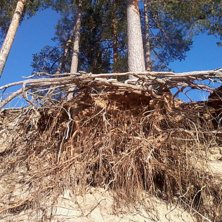 Foto: ian Archibald.