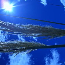 Sommarbild. Foto: Anna-karin Olausson.