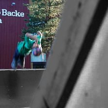 b&auml;kflajp. Foto: RobinLindfors. &Aring;kare: ludwigforsgren (jag.