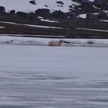 Isbj&ouml;rn. Foto: Jag.