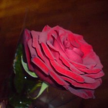 Fin ros :) k&auml;rlek! &amp;lt;3. Foto: Julia Sj&ouml;gren.