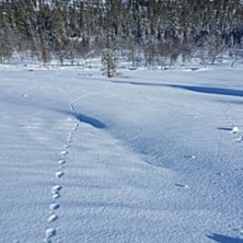 Tandådalen/Hundfjället Foto