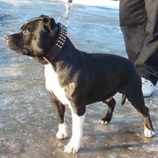 &Aring;kare: Framtida hund,kommer i sommar.