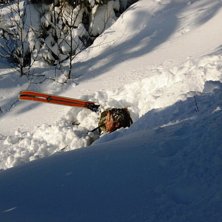 L&ouml;ssn&ouml; vurpa, hihi. Foto: Maria Eriksson. &Aring;kare: Andreas Lindstr&ouml;m.