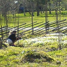 Vitsippor &auml;r vackra som sn&ouml; men duger inte till . Foto: Mats M&auml;ki. &Aring;kare: Ella-Karin M&auml;ki.