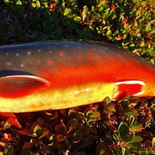 en fin lekmogen r&ouml;ding. Foto: ulf n&auml;rwall.