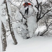 K&ouml;ttar tr&auml;d i Niseko!. Foto: Johan Almroth. &Aring;kare: Johan Sundstr&ouml;m.
