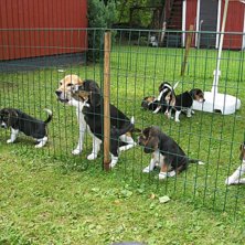 Foto: Martin Larson. &Aring;kare: Daisy och 8 valpar.