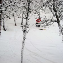 Leker lite i skogen, sn&ouml;n var rel. djup och trevl. Foto: Anna St&aring;hl. &Aring;kare: Carl Edin.