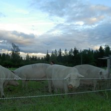 Underskattat att h&auml;nga med grisar faktiskt!. Foto: Adrian fr&ouml;lund. &Aring;kare: &Aring;ke, Kjell, Lennart, Nisse o s&aring; jag l&auml;ngst bak.