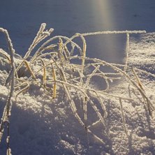 den va fin, s&aring; jag tog ett kort. vet inte vad de . Foto: andrea lundqvist.