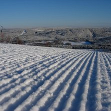 Toppen av Sv&auml;rdsj&ouml;liften med en snarlik fj&auml;llk�. Foto: Kalle Hansols. &Aring;kare: Kalle Hansols.