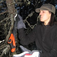 dags att hiva ner granen som h&auml;ngde &ouml;ver bj&ouml;rne. Foto: kristin kensby.