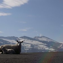 Foto: jag. &Aring;kare: ehh ett f&aring;r.
