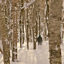 Johan glider genom skogen efter ett av resans b&auml;s. Foto: Patrick S&ouml;dermark. &Aring;kare: Johan Isaksson.